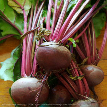 Detroit Dark Red Beet, 1892 Heirloom, Organic